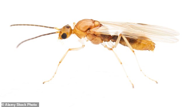Venomous Asian needle ants spread across 20 U.S. states, posing lethal threat.