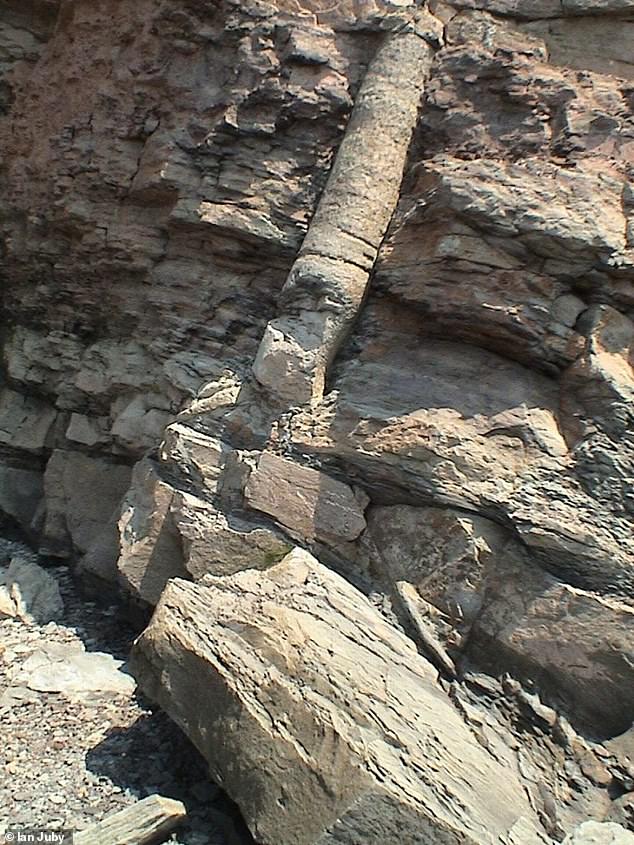 Polystrate Fossils Reignite Biblical Flood Debate Amidst Geological Evidence