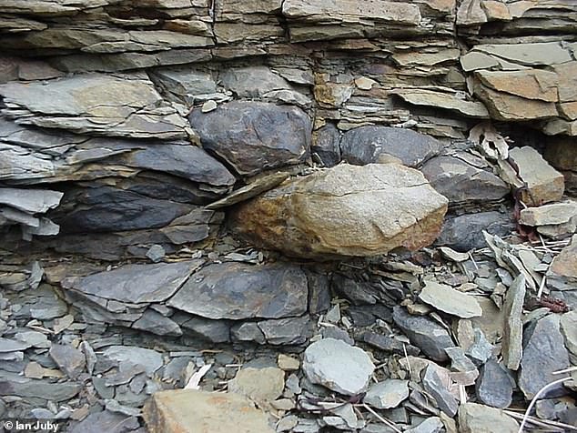 Polystrate Fossils Reignite Biblical Flood Debate Amidst Geological Evidence