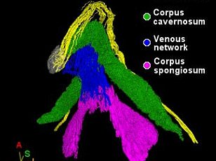 New Study Finds Emotional Connection Drives Female Orgasm More Than Physical Sensation