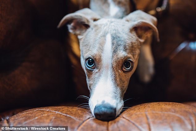 Whippets surge 18% to become UK's 11th most popular dog breed.