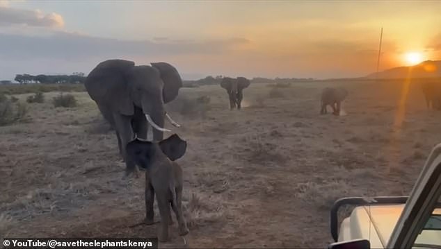 Elephant Orphan Reunited With Herd After Rescue in Kenya