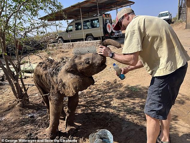 Elephant Orphan Reunited With Herd After Rescue in Kenya