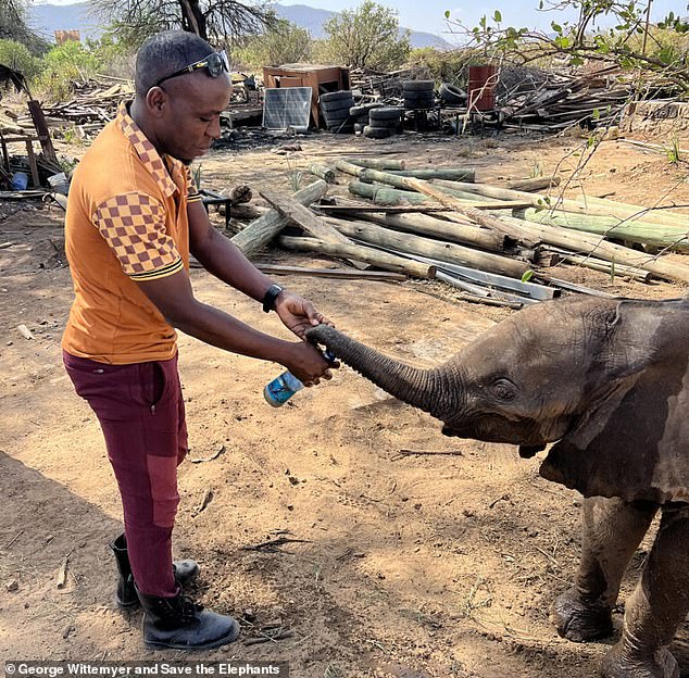 Elephant Orphan Reunited With Herd After Rescue in Kenya