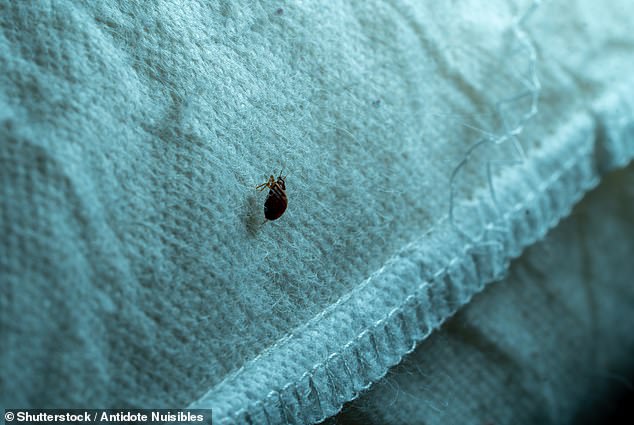 Chicago Tops List for Bed Bug Activity Amid Rising Summer Heat