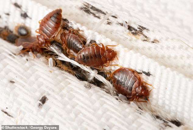 Chicago Tops List for Bed Bug Activity Amid Rising Summer Heat