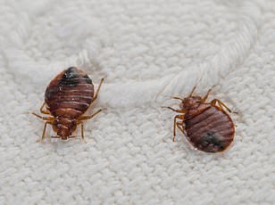 Chicago Tops List for Bed Bug Activity Amid Rising Summer Heat