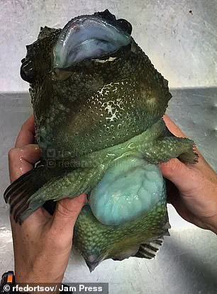 Alien-like Deep Sea Creature Found in Pacific Ocean