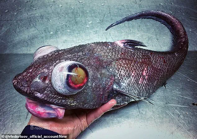 Alien-like Deep Sea Creature Found in Pacific Ocean