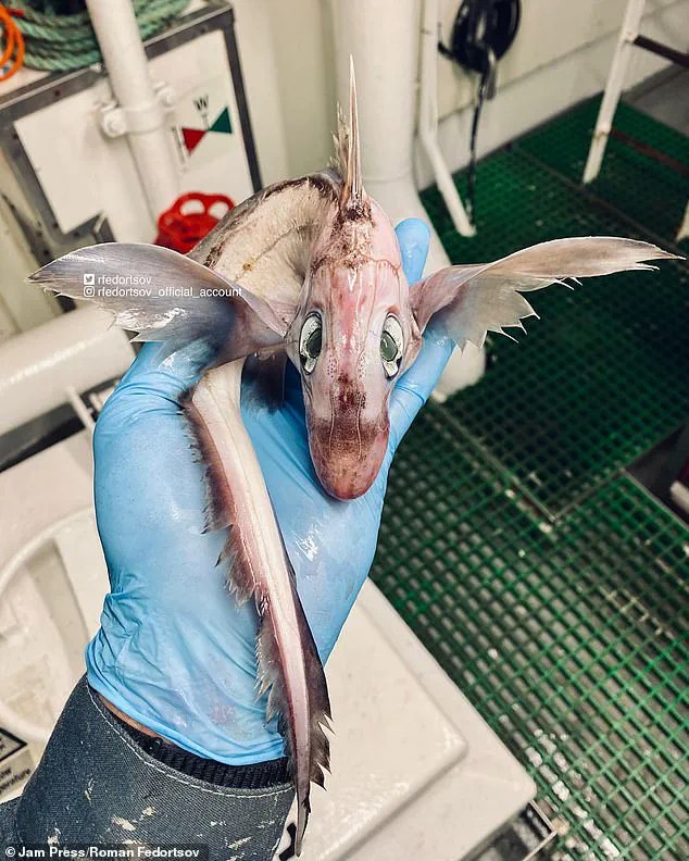 Alien-like Deep Sea Creature Found in Pacific Ocean