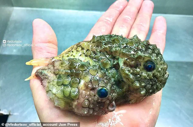 Alien-like Deep Sea Creature Found in Pacific Ocean