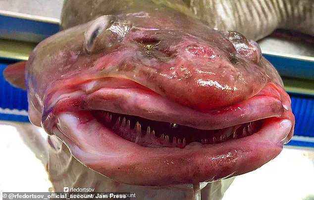 Alien-like Deep Sea Creature Found in Pacific Ocean