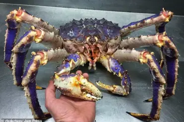 Alien-like Deep Sea Creature Found in Pacific Ocean