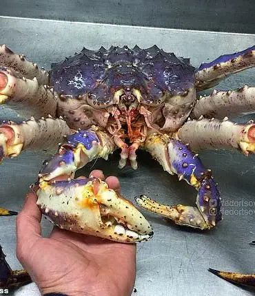 Alien-like Deep Sea Creature Found in Pacific Ocean