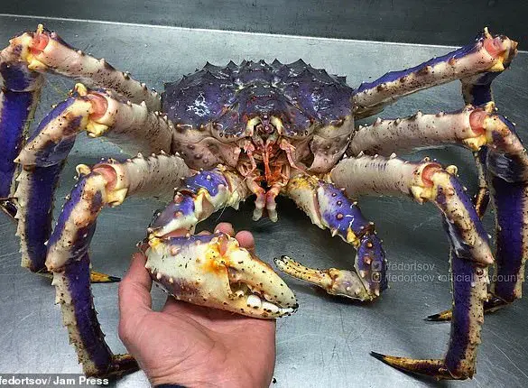 Alien-like Deep Sea Creature Found in Pacific Ocean