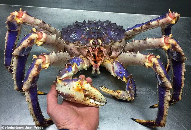 Alien-like Deep Sea Creature Found in Pacific Ocean