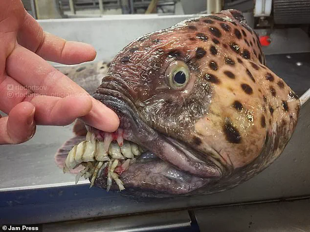 Alien-like Deep Sea Creature Found in Pacific Ocean