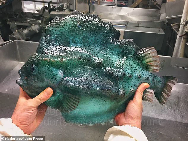 Alien-like Deep Sea Creature Found in Pacific Ocean