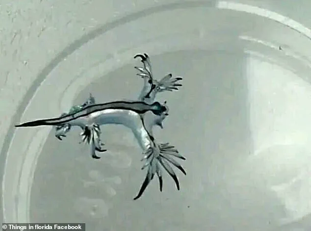 The Mysterious Sea Dragon of Miami Beach