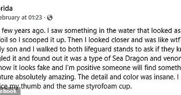 The Mysterious Sea Dragon of Miami Beach