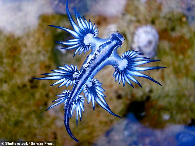 The Mysterious Sea Dragon of Miami Beach