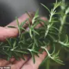 Herbal Breakthrough: Common Herbs Show Promise in Reversing Alzheimer's Disease