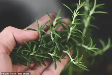 Herbal Breakthrough: Common Herbs Show Promise in Reversing Alzheimer's Disease