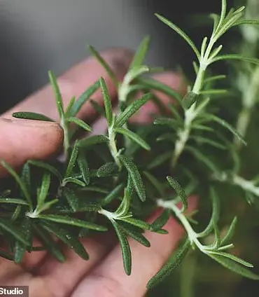 Herbal Breakthrough: Common Herbs Show Promise in Reversing Alzheimer's Disease