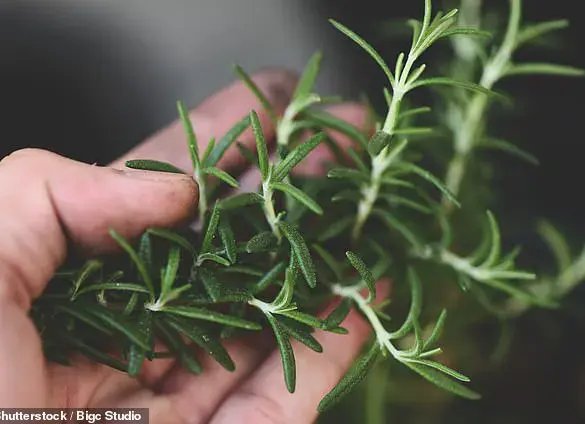Herbal Breakthrough: Common Herbs Show Promise in Reversing Alzheimer's Disease