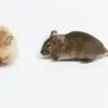 Revolutionary 'Woolly Mice' Bring Woolly Mammoths Back to Life