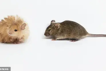 Revolutionary 'Woolly Mice' Bring Woolly Mammoths Back to Life