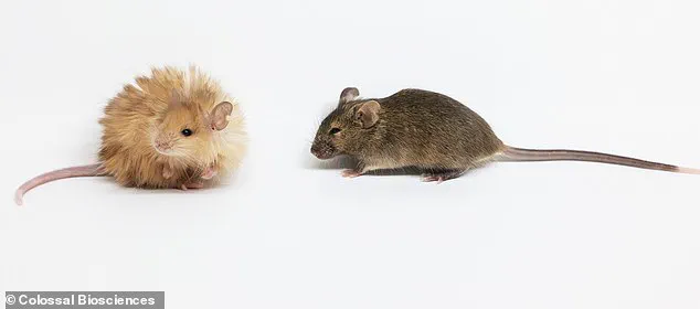 Revolutionary 'Woolly Mice' Bring Woolly Mammoths Back to Life