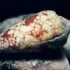 Snorkeler's Near-Death Experience Reveals Hidden Dangers in Red Sea