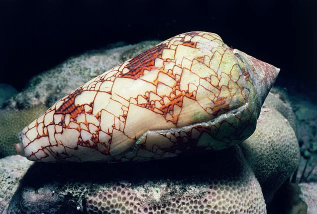 Snorkeler's Near-Death Experience Reveals Hidden Dangers in Red Sea
