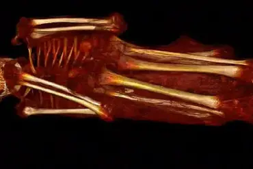 Unveiling the Alien Mummies: New Evidence Confirms Their Human Origin