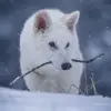 Joe Rogan Challenges CEO of Colossal Biosciences on Ethics of Dire Wolf De-Extinction