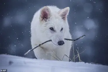 Joe Rogan Challenges CEO of Colossal Biosciences on Ethics of Dire Wolf De-Extinction