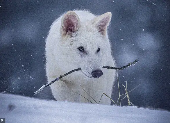 Joe Rogan Challenges CEO of Colossal Biosciences on Ethics of Dire Wolf De-Extinction