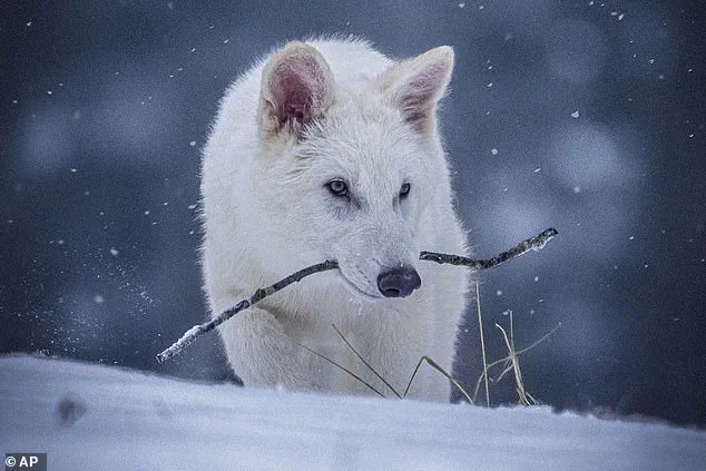 Joe Rogan Challenges CEO of Colossal Biosciences on Ethics of Dire Wolf De-Extinction