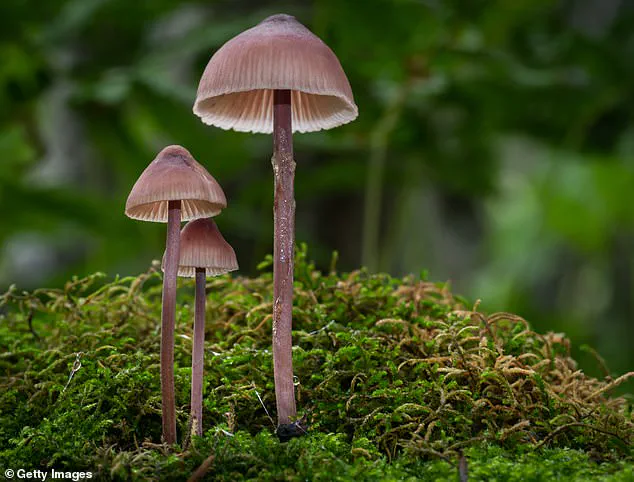Breaking: Hiker's Mistaken Death Leads to Surreal Rescue After Hallucinogenic Mushroom Incident