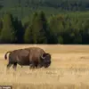 Conviction of David Tyler Regnier Arises from Traffic Delay at Yellowstone National Park
