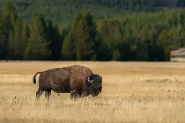 Conviction of David Tyler Regnier Arises from Traffic Delay at Yellowstone National Park