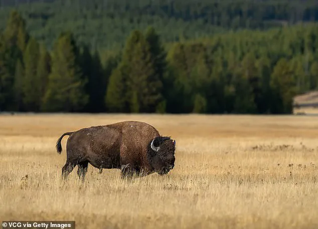 Conviction of David Tyler Regnier Arises from Traffic Delay at Yellowstone National Park