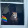 Orange Tabby's Viral Moment at Spokane Pride Sparks Debate