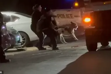 Breaking: San Antonio Tragedy as 32-Year-Old Simone Lyke Fatally Attacked by Her Own Pit Bull in Late-Night Incident