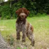 King Charles's Bespoke Tweed Jackets for Dogs Snuff and Moley Spark Curiosity and Admiration, Merging Royal Tradition with Modern Pet Fashion