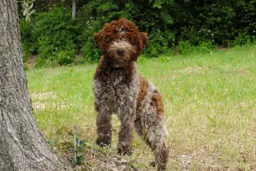 King Charles's Bespoke Tweed Jackets for Dogs Snuff and Moley Spark Curiosity and Admiration, Merging Royal Tradition with Modern Pet Fashion