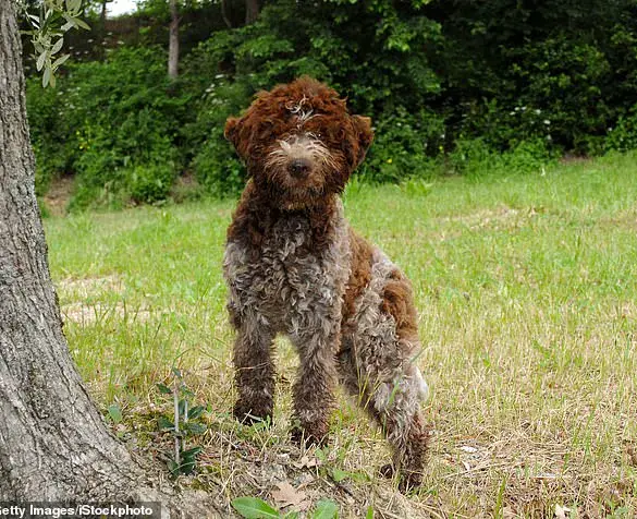 King Charles's Bespoke Tweed Jackets for Dogs Snuff and Moley Spark Curiosity and Admiration, Merging Royal Tradition with Modern Pet Fashion