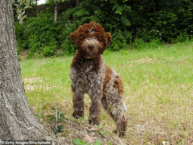 King Charles's Bespoke Tweed Jackets for Dogs Snuff and Moley Spark Curiosity and Admiration, Merging Royal Tradition with Modern Pet Fashion