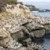 La Jolla Cove's Desertion: Unraveling Nature's Unintended Consequences